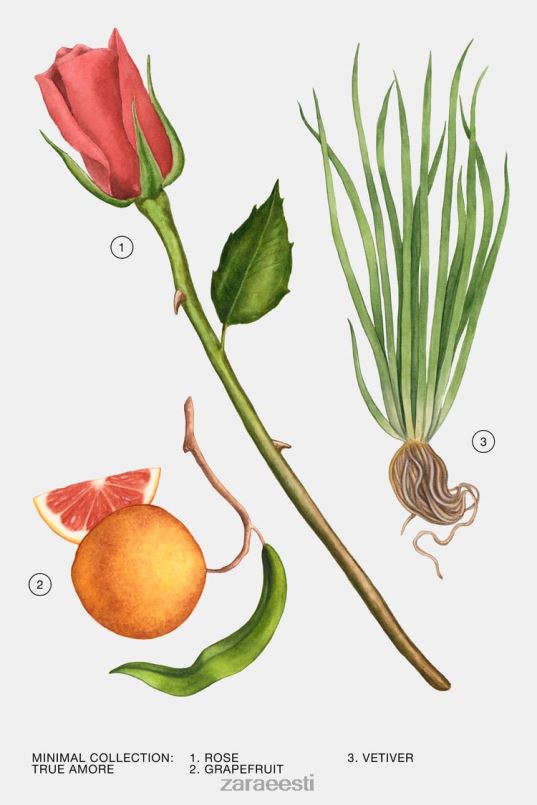 Zara tõsi amore 30 ml naised originaal tarvikud 42F0H788